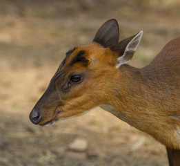 portrait of a deer