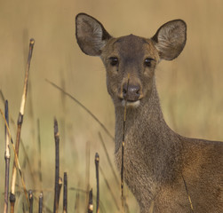 portrait of a deer