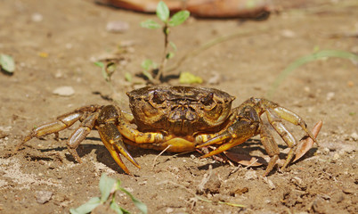 Crab