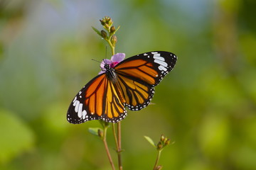 Fototapeta na wymiar Tiger Butterfly