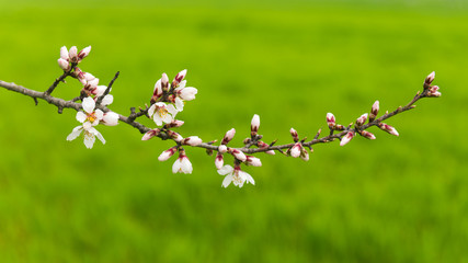 Flowering fruit trees in green farm field