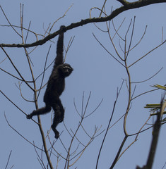 Hollock gibbon