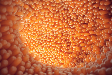 3D illustration close-up Intestinal villi. Intestine lining. Microscopic villi and capillary. Human intestine. Concept of a healthy or diseased intestine.