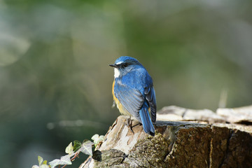 雄のルリビタキ