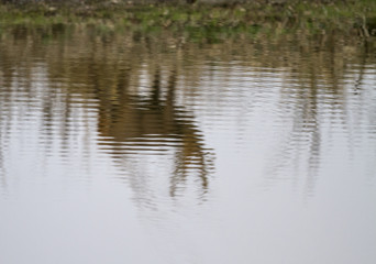 Fototapeta na wymiar reflection of deer in the water