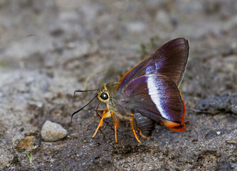 bjutterfly