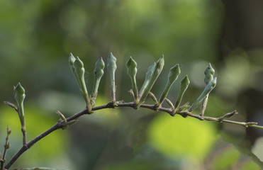 grass