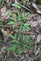 leaves of tree