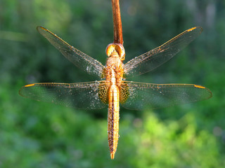 dragonfly on a branch