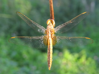 dragonfly on a branch