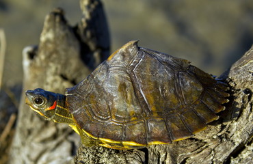 closeup of a turtle