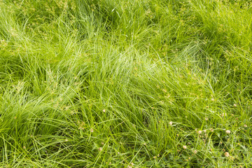 mess green grass background