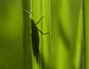 grasshopper on grass