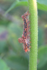 caterpillar on a leaf