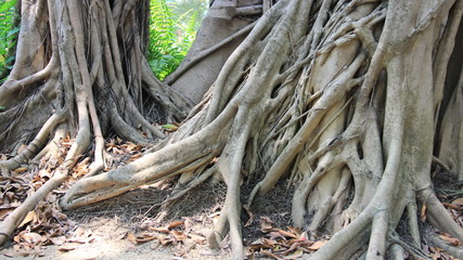 Banyan Roots In Tropical Forest Pure And Quiet Natural