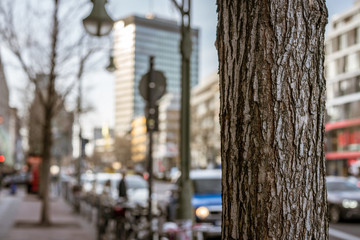 Fototapeta premium Kudamm - City - Baum