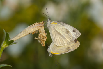 butterfly on a leaf