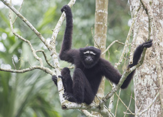 Hullock Gibbon