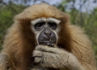 Hullock Gibbon