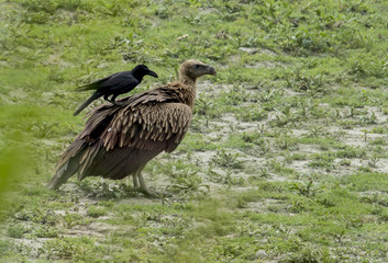 bird of prey