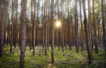 sunset in a pine tree forest near Berlin
