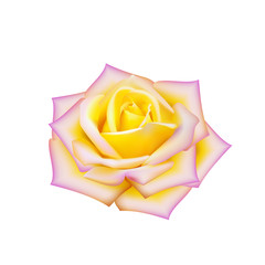 yellow and pink rose isolated on white background