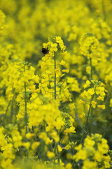 Yellow field flowers