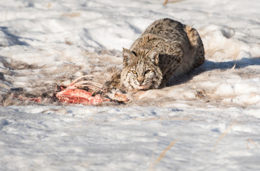 Bobcat in the Alberta Foothills