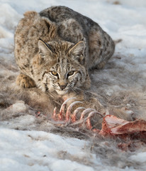 Bobcat in the Alberta Foothills