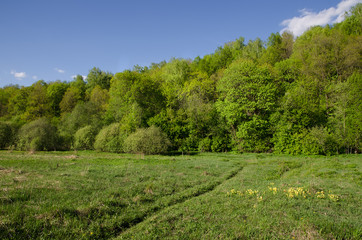 Fototapeta na wymiar Trees in the spring on the river bank