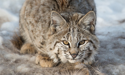 Bobcat in the Alberta Foothills