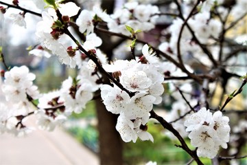 Apricot in bloom