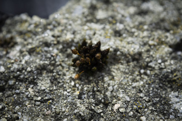 Petite plante sur pierre 