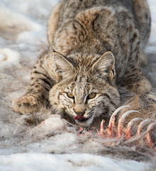 Fototapeta premium Bobcat in the Alberta Foothills