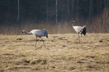 Obraz na płótnie Canvas Crane couple foraging in a field