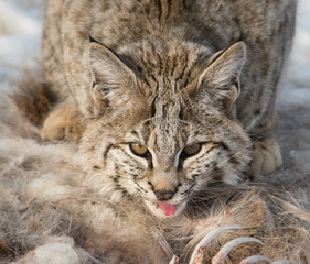 Bobcat in the Alberta Foothills