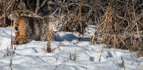 Bobcat in the Alberta Foothills
