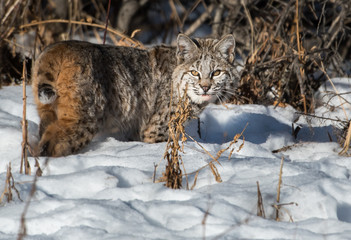 Bobcat in the Alberta Foothills