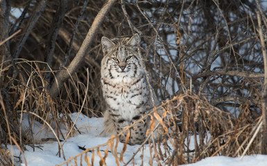 Fototapeta na wymiar Bobcat in the Alberta Foothills
