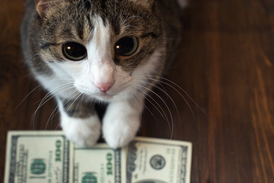 Funny Money Images – Browse 103,677 Stock Photos, Vectors, and Video | Adobe Stock Funny Money Images – Browse 103,677 Stock Photos, Vectors, and Video | Adobe Stock