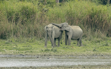 Obraz premium herd of elephants