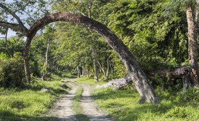 old tree and road