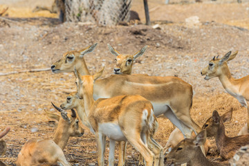 January 2019, Thailand travel trip to visit Khao Kheow Open Zoo, Chonburi