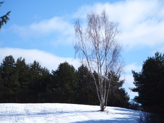 A standing tree on the snow ground