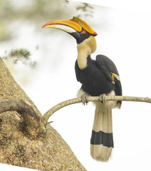 hornbill