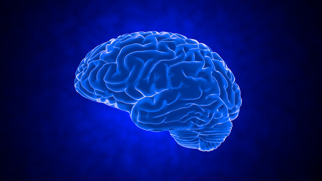 Human brain 3D render