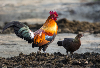 Cock And Hen