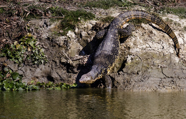 crocodile in water