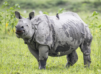Fototapeta premium Rhino