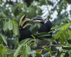 oriental pied hornbill